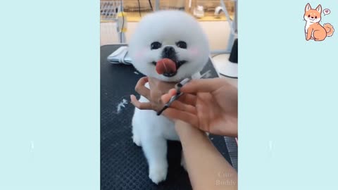 🤣Funny Dog Videos 2021🤣 🐶