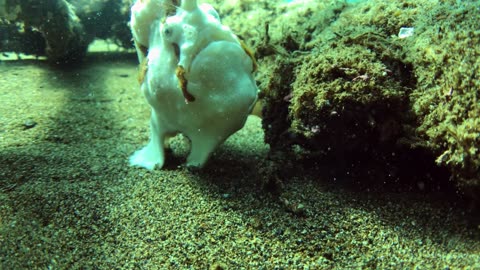 Fascinating frogfish using its fins to walk in the sand