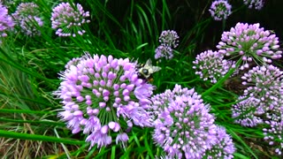 Allium