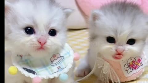 cutest cats video of 2023 🥰🥰 best cat video #short #cutecat #cutekitten