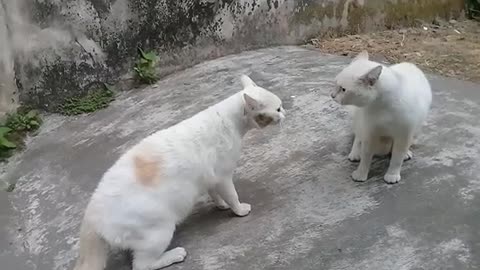 cute cats fight