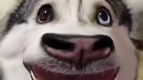 Husky: I Can Dance 😃😃😃 - Funny Animal Videos 2021 🙈😂 #shorts