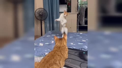 funniest cats videos
