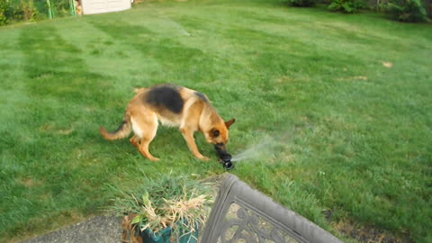 German Shepherd highly entertained by water sprinkler