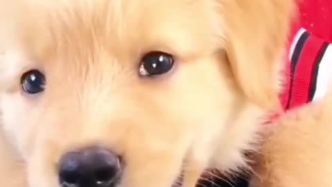 funnyvideos#dog#pet