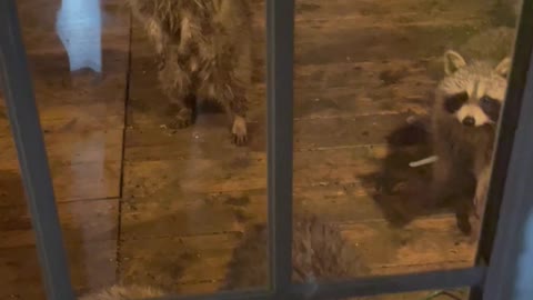 Young Raccoons Visit For Peanut Butter Sandwiches