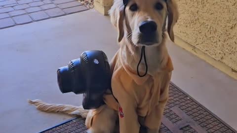 Who You Gonna Call? GhostPuppers! 👻🐾