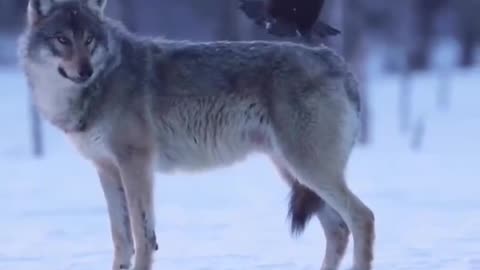Raven playing a prank on this wolf