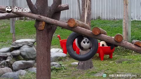 Panda Cub Performs Acrobatics