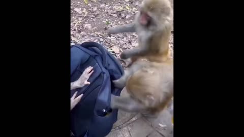 New funny animals videos