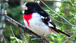 Rose-Breasted Grosbeak