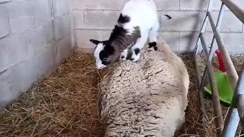 Goat Kids Play on Sheep's Back ||