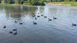 Ducks and Geese 10