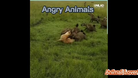 Angry Animals