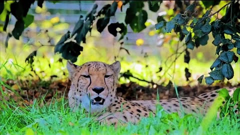 Wild animal video 4k #animal #video #rumble eidting lion and tiger