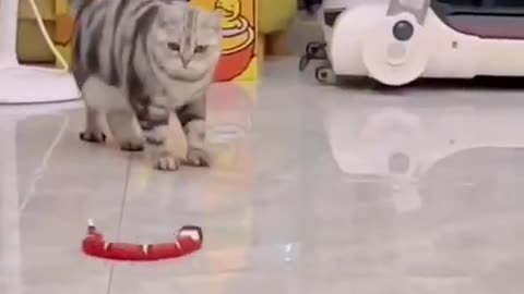 BABY CATS CUTE- Funny Baby Cat Videos Compilation Zeng / Funny cats