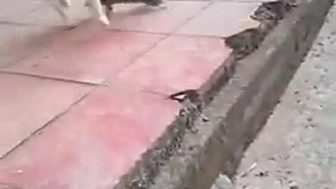 Funny animal video