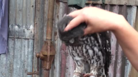 Owl makes crazy loud noises when being scratched