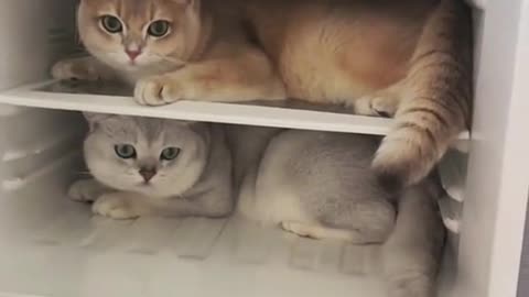 The cat in the fridge!#foryou#fyp#cat#cute#pet#capcut