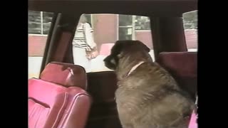 June 22, 1984 - Don't Do This to Your Dog