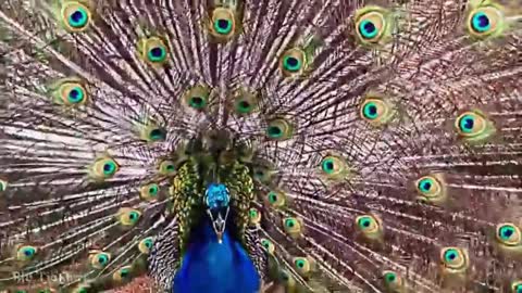 Beautiful Peacock and his sound noises.!
