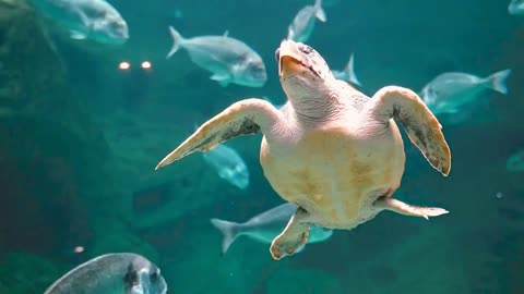Incredible footage of cute sea turtles searching for their family