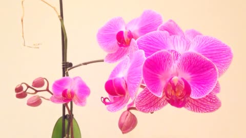 Flowers Blooming Time Lapse_ Orchid Blossoms with Music