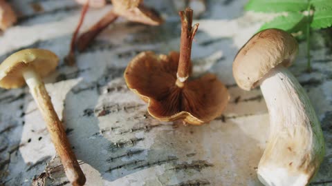 Great River Mushrooms "Live in the Mushroom Lab"