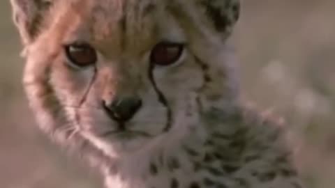 A baby deer was attacked by a herd of cheetah