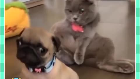 Cats and dog fight!