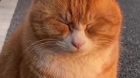 "Sleepy Cat Takes a Nap on the Road: Adorable Video Ahead!"