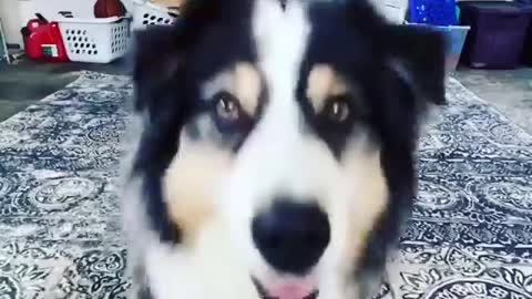 funny dogs