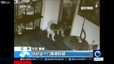 Husky escapes from cage, frees other dogs in eastern China