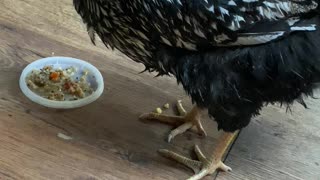 Lacy - Silver Laced Wyandotte getting a treat after soaking.