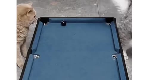 This Pool Hustling Kitty Knows How To Put It In The Pocket