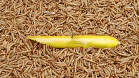 Timelapse 50 000 Mealworms vs A Yellow pepper