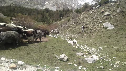 A YALK FARM VISIT IN HUNZA .