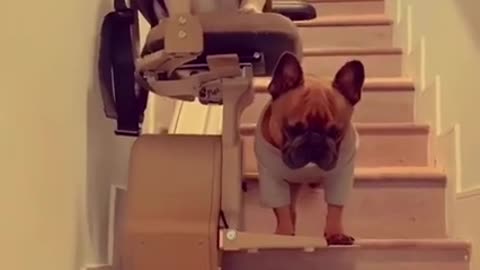 Funny Dogs Vs Stairs 🐶