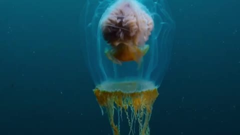 Blob top jellyfish, ladies and gentlemen!