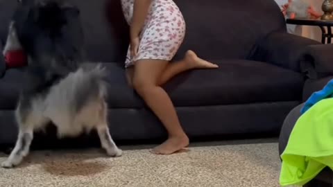 A dog is fucking to sofa and a girl close to her and stoping but didn't follow her 😁😁🐕🐶🤦