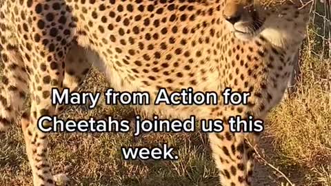 Mary from Action for Cheetahs joined us this week.