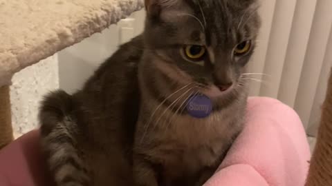 Cat Can't Quite Scratch Her Itch