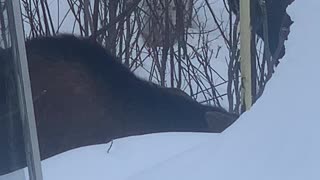 Even more moose munchies! Willow, Alaska