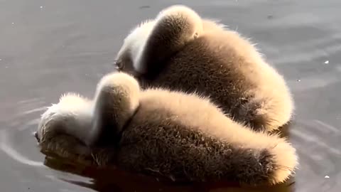 "Adorable Slumber: Unveiling the Enchanting Bedtime Ritual of Baby Swans"