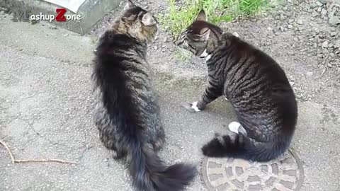 Funny Cats Arguing - Cats Talking To Each Other Compilation || NEW HD