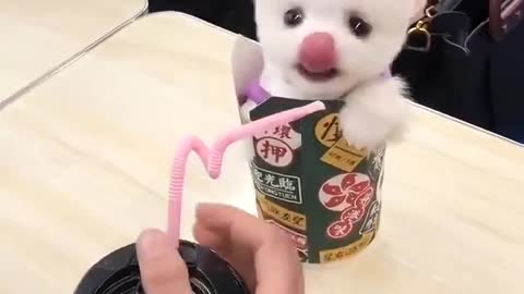 Cute puppy