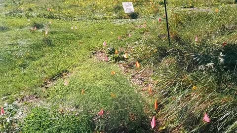 Asparagus Explosion in the Food Forest - Crowns have produced multiple stalks