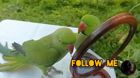 (Parrots vedio) Amazing talking parrots vedio in nutural environment..