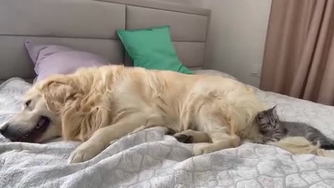 Kitten uses the tail of a Golden Retriever as a Toy
