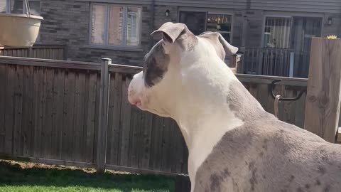 Oblivious Doggo Sneezes All Over Dad's Drink